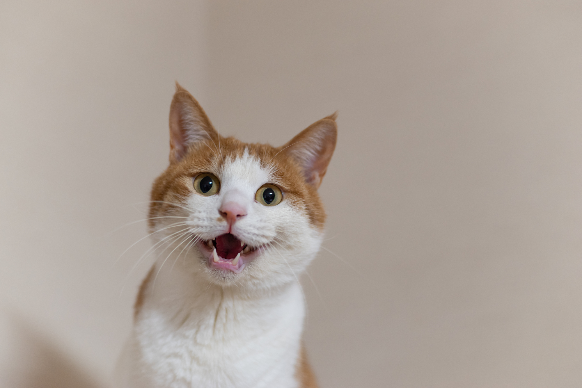 猫が夜になるとうるさい…夜に鳴く原因は？
