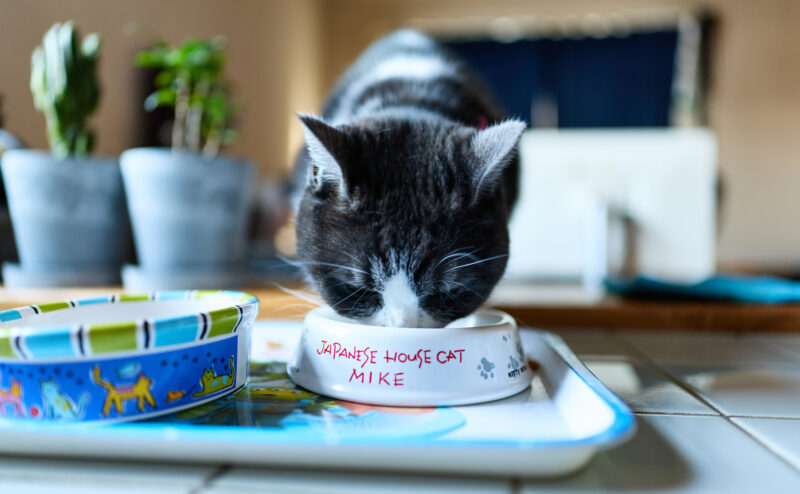 猫に魚を与えてもいいの？与える場合の注意点は？