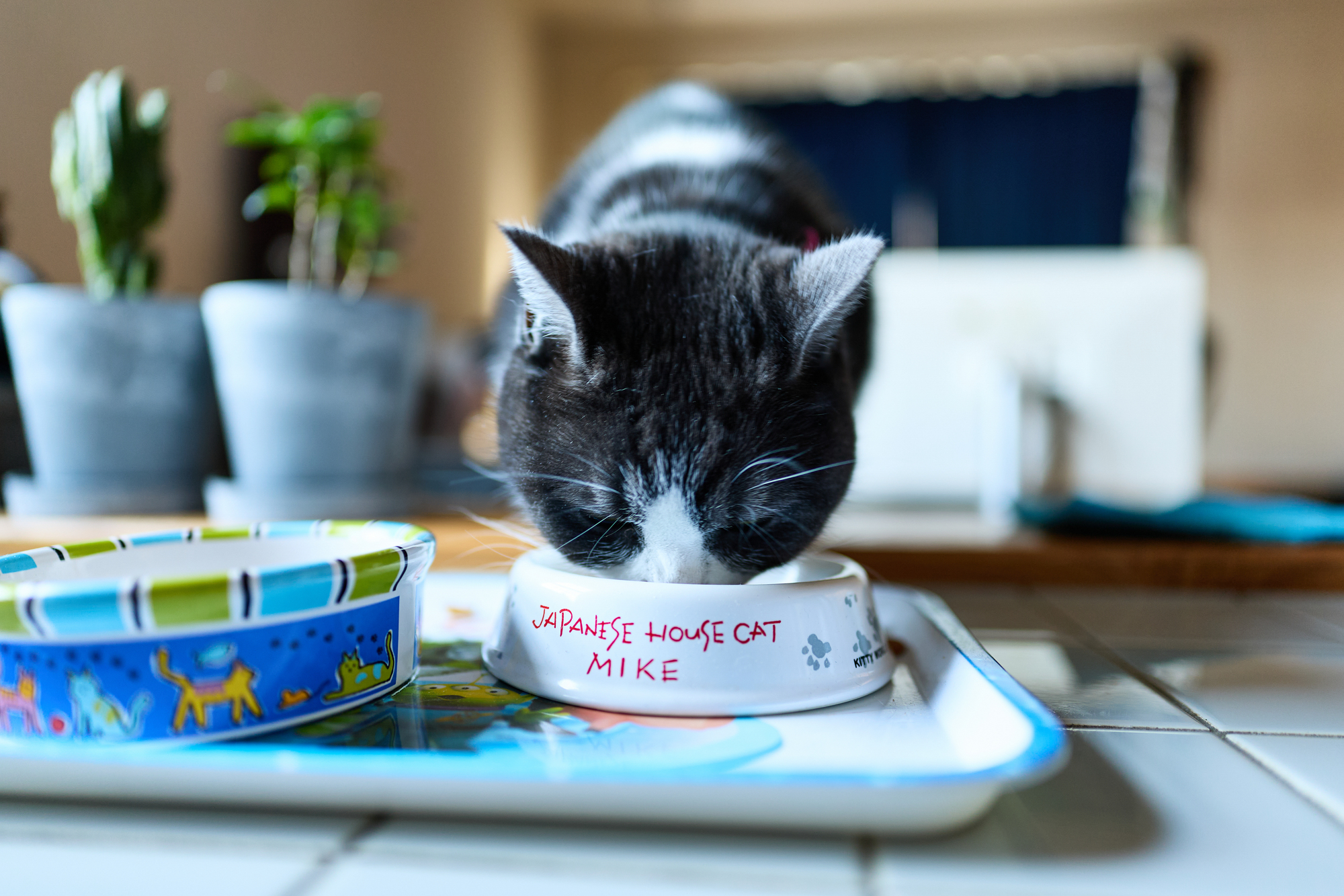 猫に魚を与えてもいいの？与える場合の注意点は？