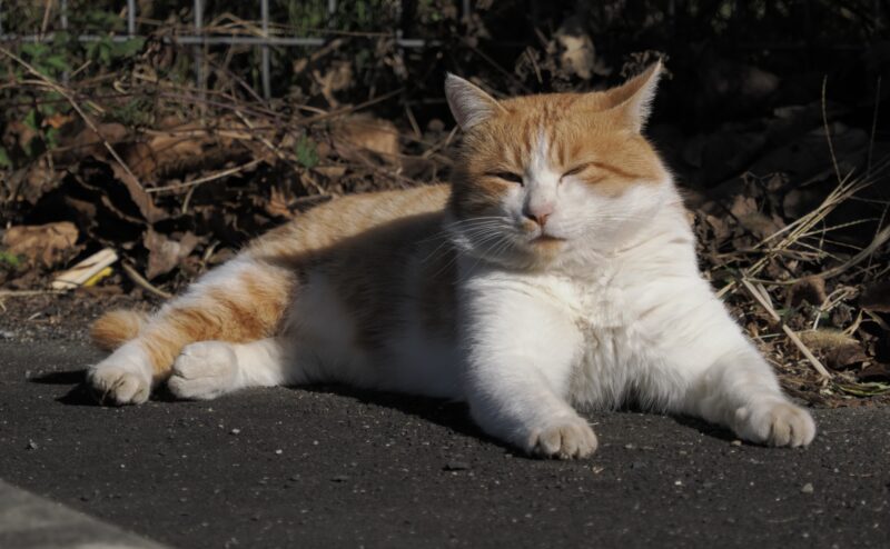 猫の放し飼いは違法？放し飼いで起こり得るトラブルは？