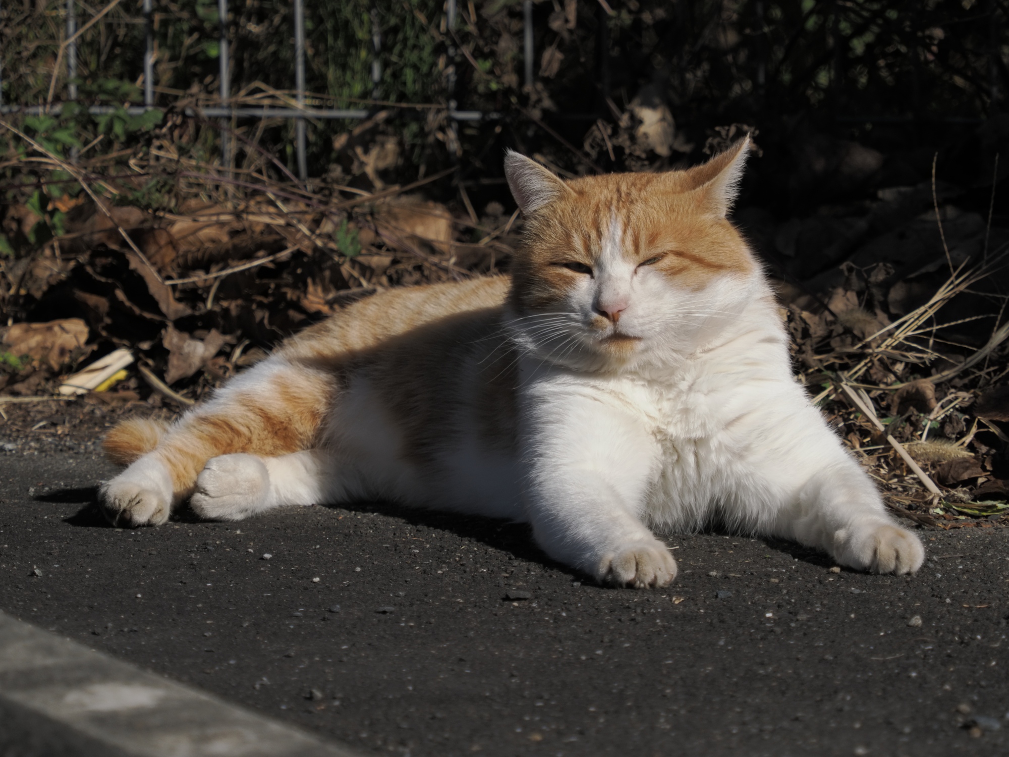 猫の放し飼いは違法？放し飼いで起こり得るトラブルは？