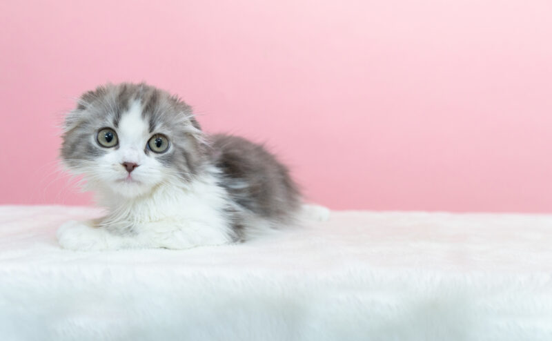 マンチカンの特徴は？性格や飼い方のコツなども紹介！