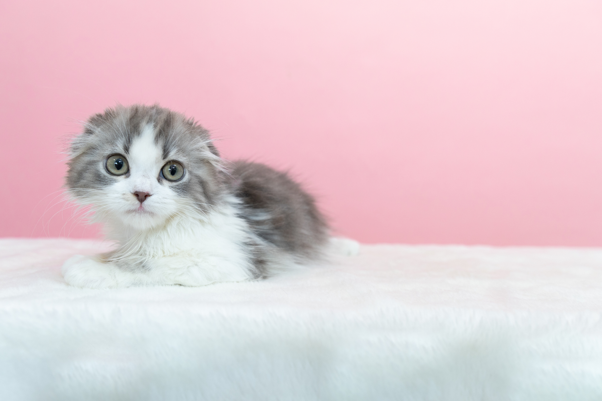マンチカンの特徴は？性格や飼い方のコツなども紹介！