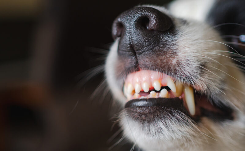 犬が家具を噛む理由とその対策について