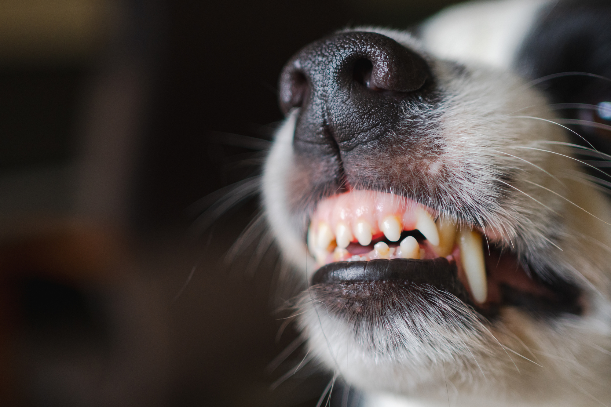 犬が家具を噛む理由とその対策について
