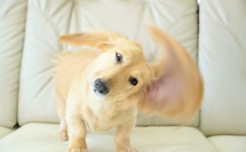 犬が震える原因は？病院に受診すべきサインは？