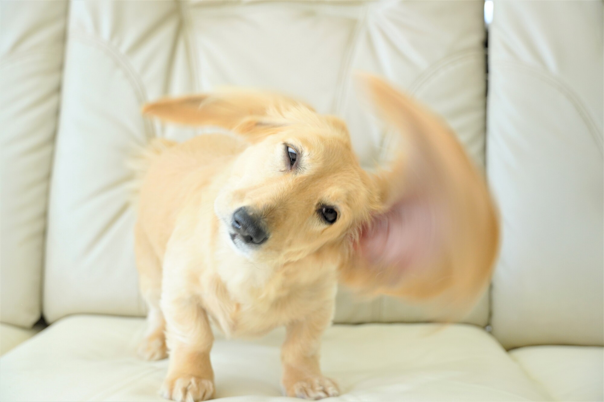 犬が震える原因は？病院に受診すべきサインは？