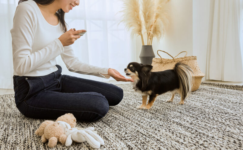 犬のおやつは毎日あげてもいい？注意点を紹介！