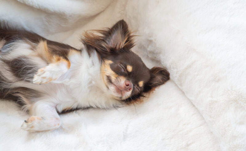 犬のベッドはどこに置く？快適・安心な場所とは？
