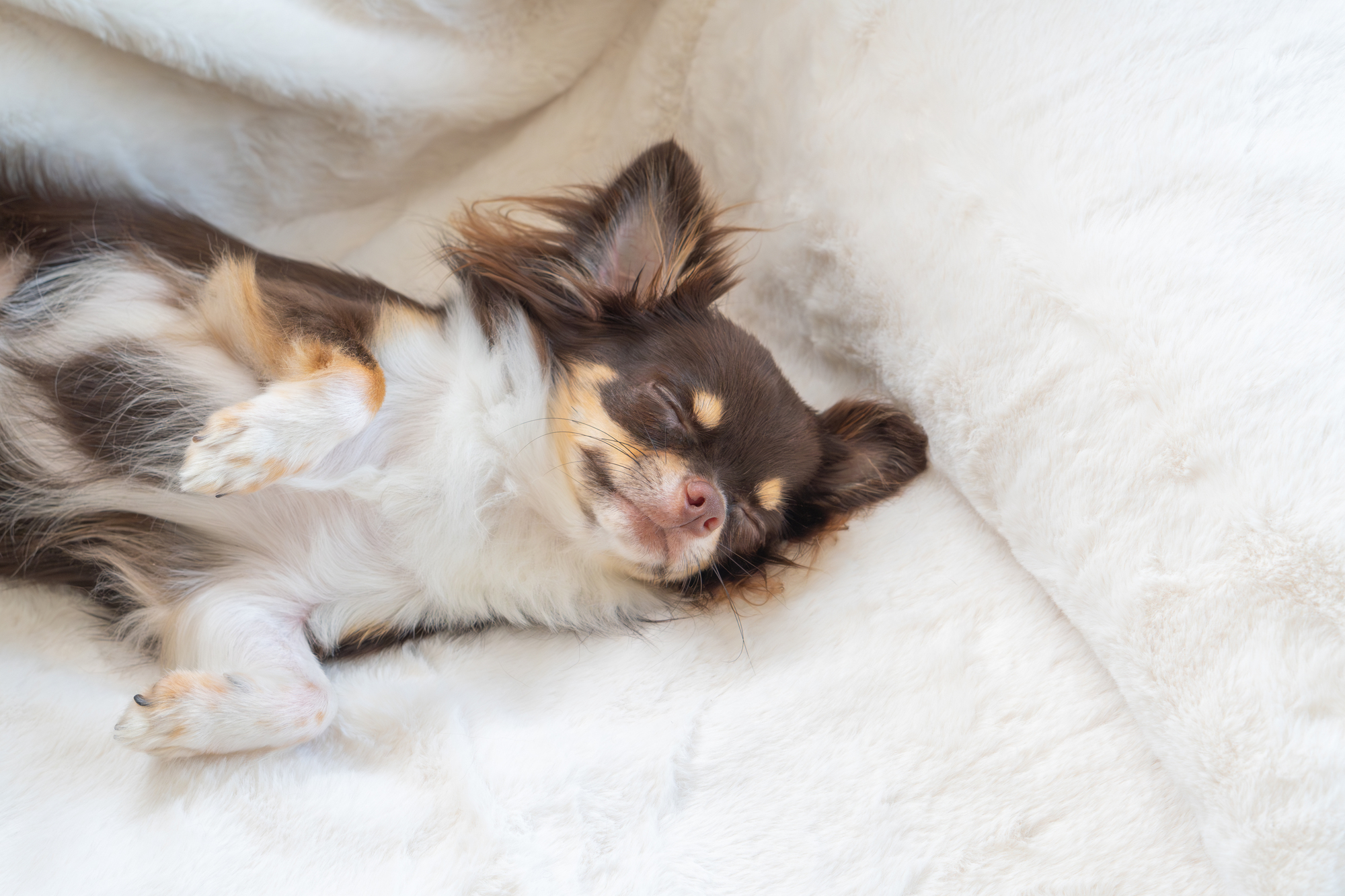 犬のベッドはどこに置く？快適・安心な場所とは？