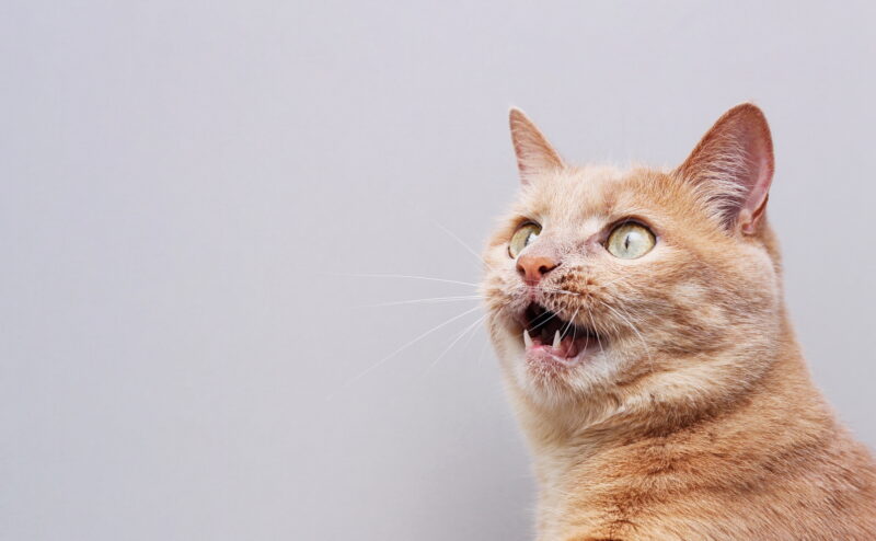 猫がコードを噛む理由とその対策について