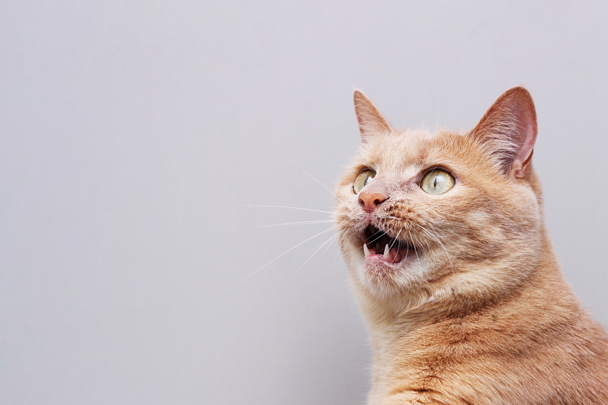 猫がコードを噛む理由とその対策について