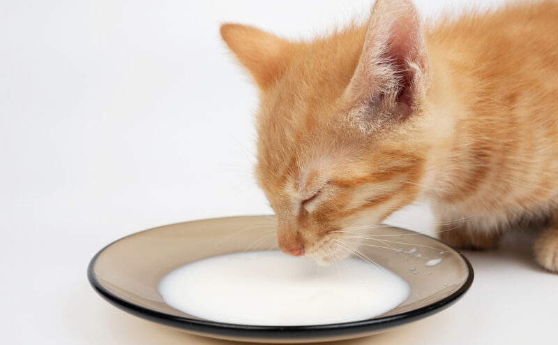 猫に牛乳を飲ませても大丈夫？