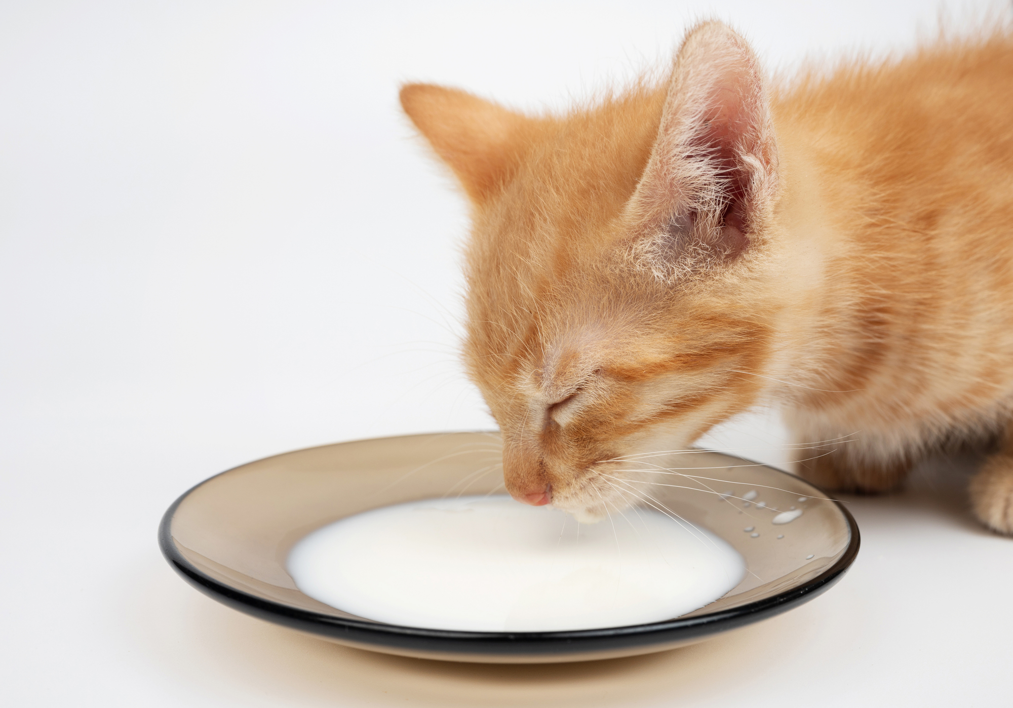 猫に牛乳を飲ませても大丈夫？
