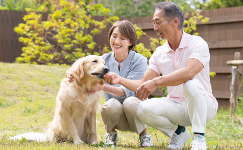セラピードッグとは？効果や犬種について
