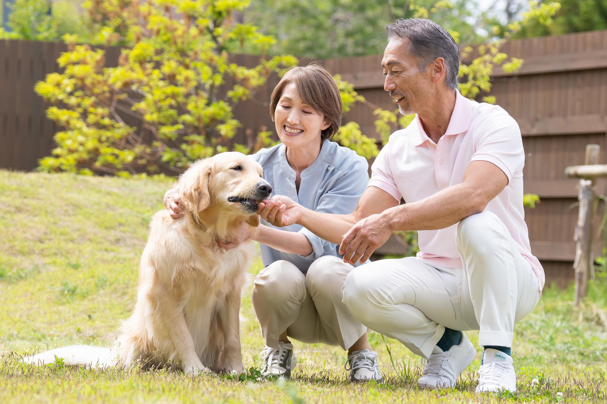 セラピードッグとは？効果や犬種について