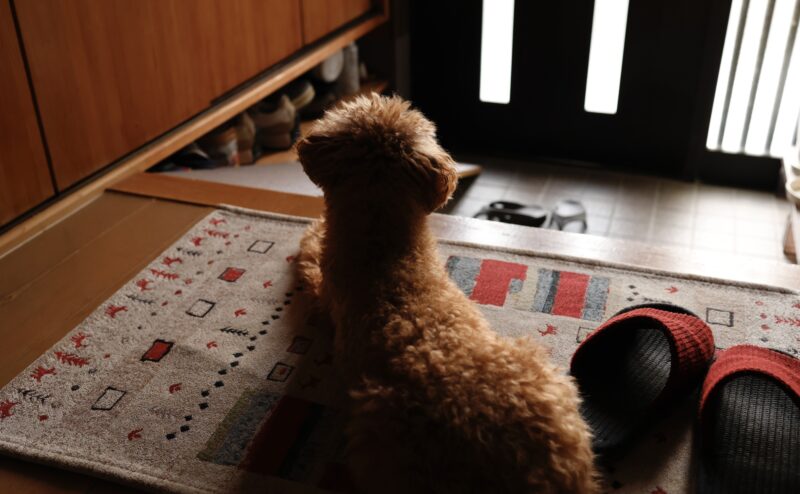 犬が玄関や廊下で寝る理由は？