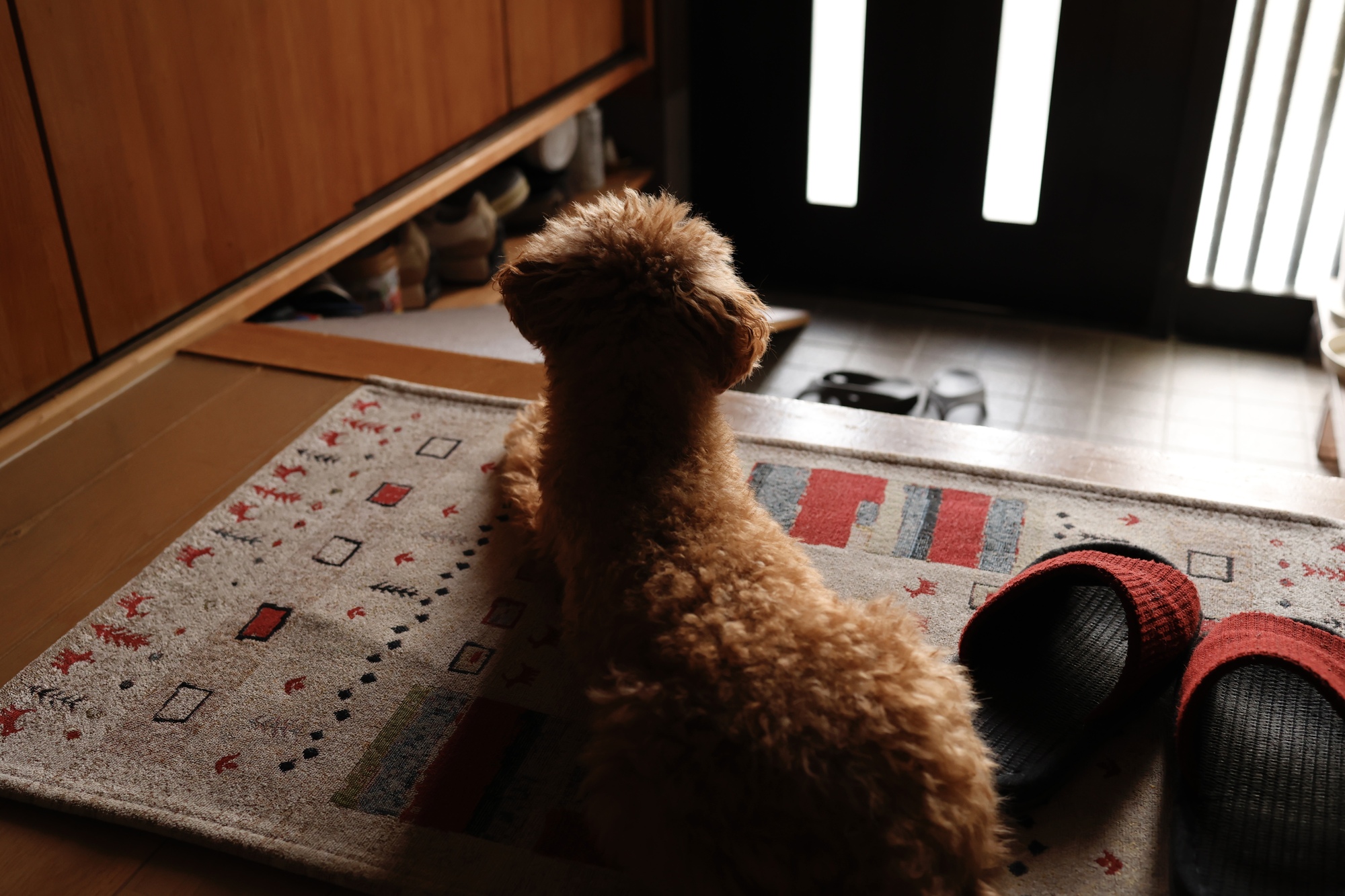 犬が玄関や廊下で寝る理由は？