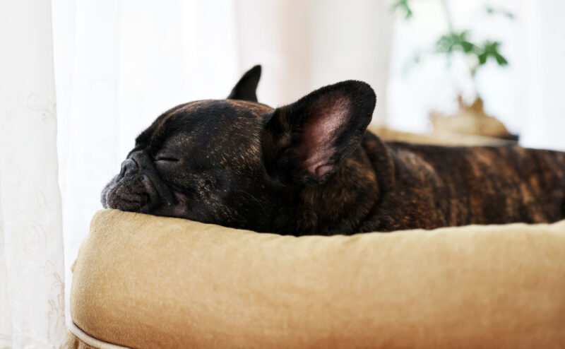 犬の留守番中のエアコン設定はどうする？何度がいい？
