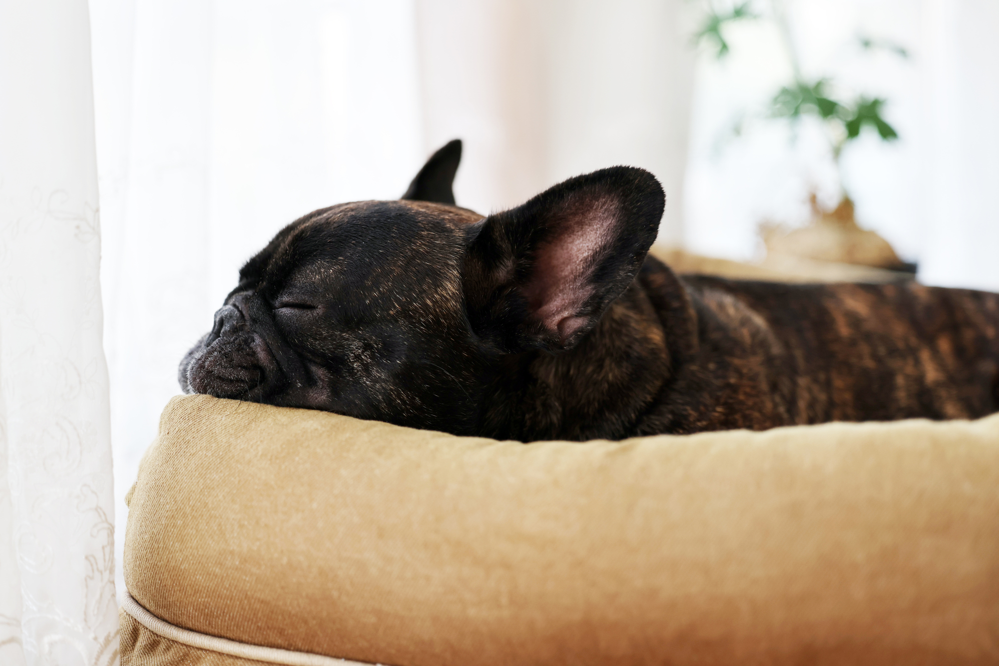犬の留守番中のエアコン設定はどうする？何度がいい？
