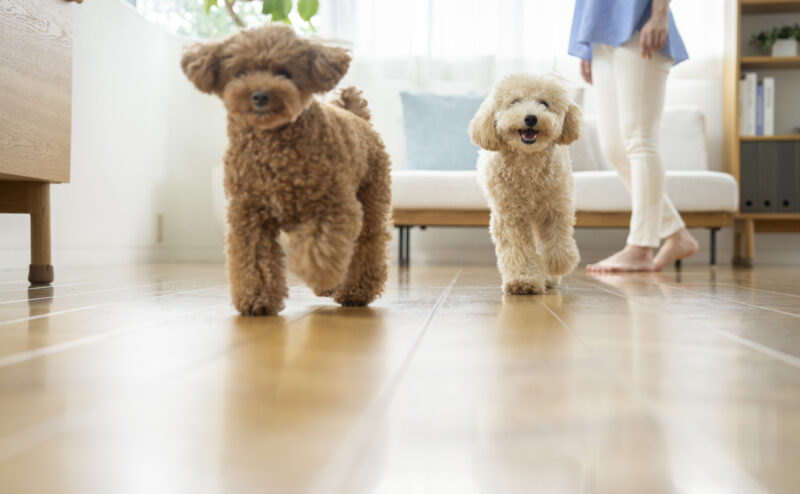犬を飼うなら床材は何がおすすめ？