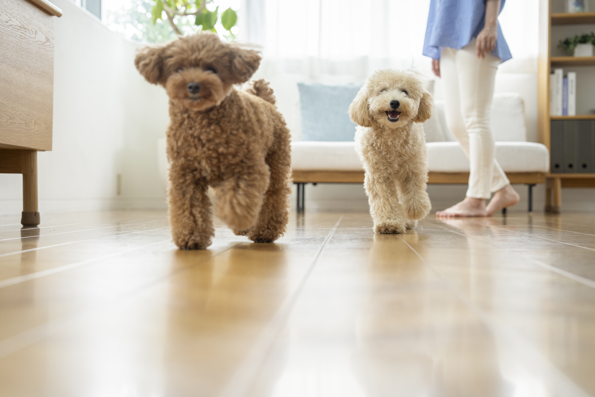 犬を飼うなら床材は何がおすすめ？
